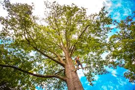 Tree and Shrub Care in Lawndale, CA