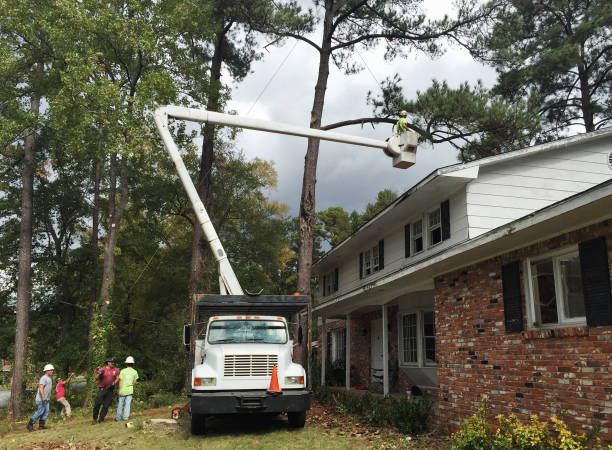 Best Tree Removal  in Lawndale, CA