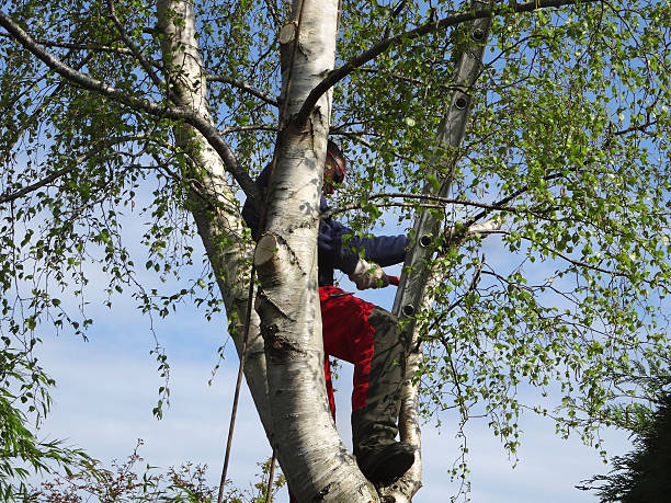 How Our Tree Care Process Works  in  Lawndale, CA