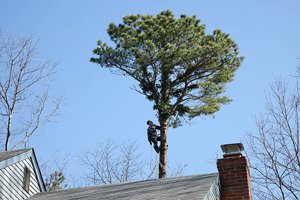 Seasonal Cleanup (Spring/Fall) in Lawndale, CA