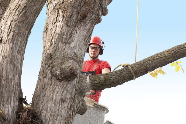 Lawndale, CA Tree Services Company